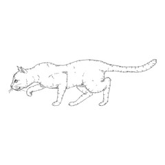 Sneaking Cat. Vector Black Sketch Feline Illustration