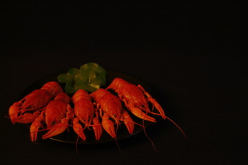 Boiled fresh crayfish decorated with green leaves on dark clay dish on black background. Concept - gourmet, food, delicacies, restaurant, menu. Minimal style.