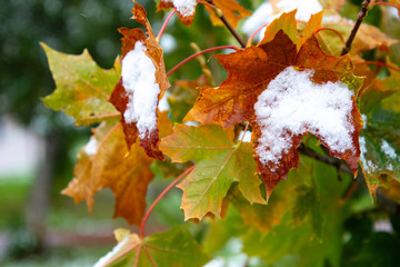 The first snow on the red maple leaves. Beautiful branch with orange and yellow leaves in late fall or early winter under the snow.