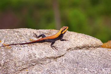 lizard on rock, Bannerghatta