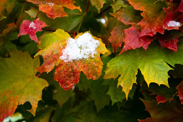 The first snow on the red maple leaves. Beautiful branch with orange and yellow leaves in late fall...