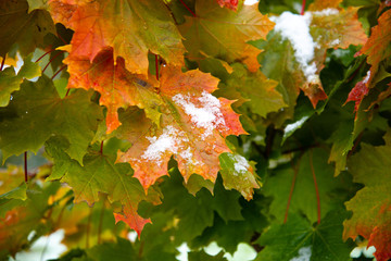 Naklejka na ściany i meble The first snow on the red maple leaves. Beautiful branch with orange and yellow leaves in late fall or early winter under the snow.