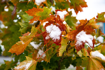 The first snow on the red maple leaves. Beautiful branch with orange and yellow leaves in late fall or early winter under the snow.