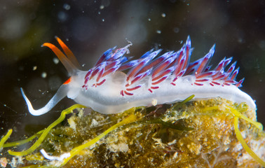 color,nudibranch,life,sea,marine,underwater,macro,animal,diving,tropical,nature,background,colorful,scuba,white,water,ocean,asia,animals,reef,yellow,beautiful,red,travel,orange,philippines,view,wild,w