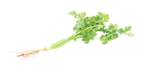Thin fresh parsley before cook on white background.