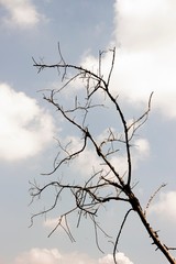 Fototapeta na wymiar Dead tree in front of the sky