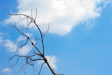 Dead tree in front of the sky