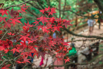 Beautiful autumn scenery in Taiwan, Asia. The fallen leaves beautiful color picture, Beautiful Japanese Wooden House and Maple Red Leaves at Fushoushan, Taichung, Taiwan