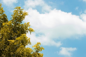 Obraz premium Fresh trees in front of the blue sky and clouds