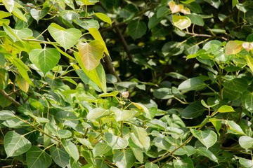 The branches of the tree are covered with green leaves that produce oxygen. It looks refreshing.