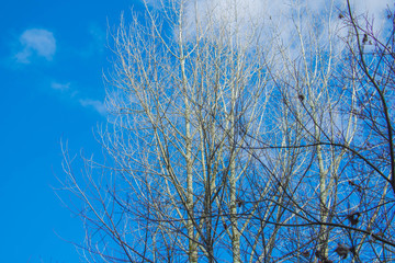 Beautiful bare tree with blue sky.