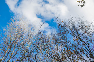 Beautiful bare tree with blue sky.