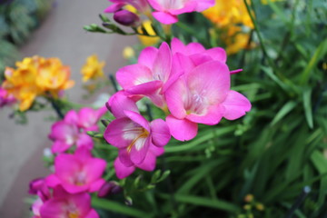 Obraz premium 花 ピンク