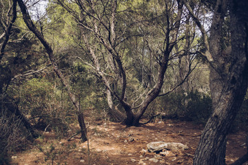 Fototapeta na wymiar Various woodland on the island of Majorca, Spain.