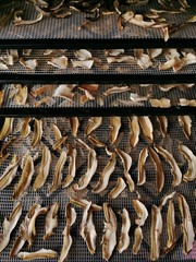 Champignons blancs séchés 