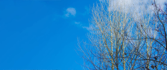 Beautiful bare tree with blue sky.