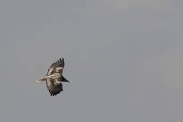 Amature Egyptian Vulture flies over Tharparker, Pakistan 