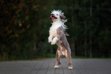 funny curly dog jumping outdoors