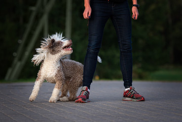 funny curly dog playing with owner outdoors
