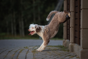funny curly dog doing tricks outdoors
