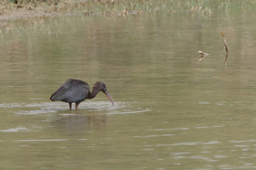 Glossy Ibis Seen in Nagarparker Pakistan. Early arrival 
