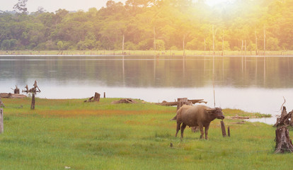 Picture of Landland scape the way of eating grass of buffalo.