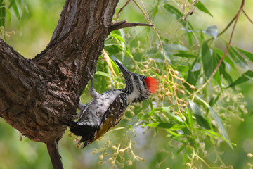 Black Rumped Flameback Woodpecher seen near the Halaiji Lake in Pakistan