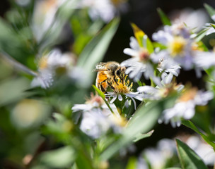 Honeybee on a Daisy Fleabane Blossom - 292939403