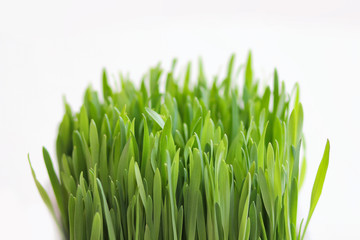 Fresh grass isolated on white background. Green border. Spring leaves.