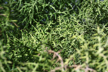 Dense thorn bush background of “Stiver Thicket (Euphorbia stenoclada)” native to Madagascar