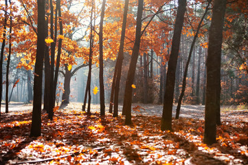 Magic fall scene in the forest
