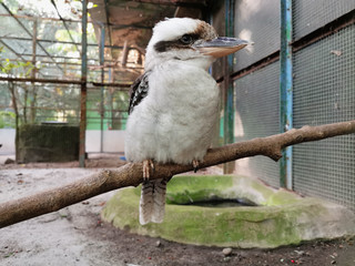 Laughing kookaburra on branch. Close up portrait of an Australian Kookaburra. A cute bird