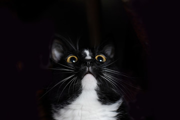 the cat stares at nothing in surprise