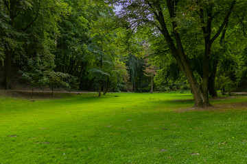 summer park scenery landscape nature environment with vivid green grass meadow and trees foliage 