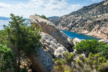 Mountain goats on the island of Caprera among the vegetation, located in the national park of the archipelago of La Maddalena, Sardinia