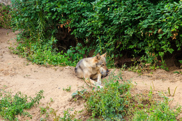 Grey wolf (Canis lupus) in forest