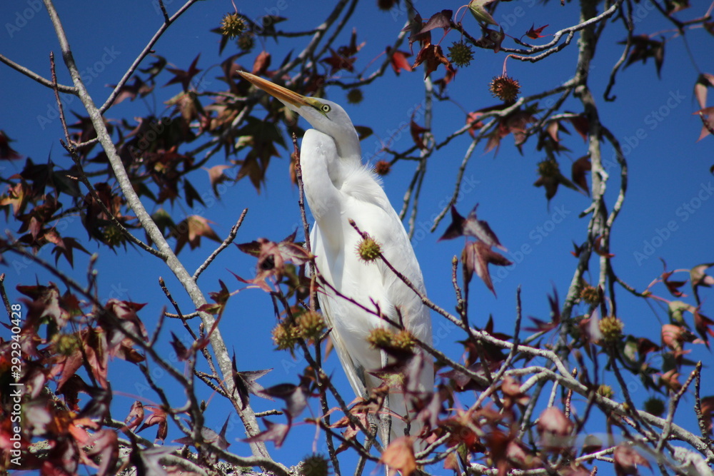 Wall mural autumn egret 2