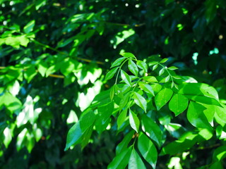 Fototapeta na wymiar green leaves of tree nature background