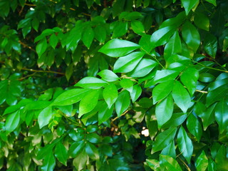 green leaves of tree nature background