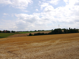 Fototapeta na wymiar wide rural landscape with ripe wheat field in autumn, ready to get harvested and blue sky with a few white puffy clouds