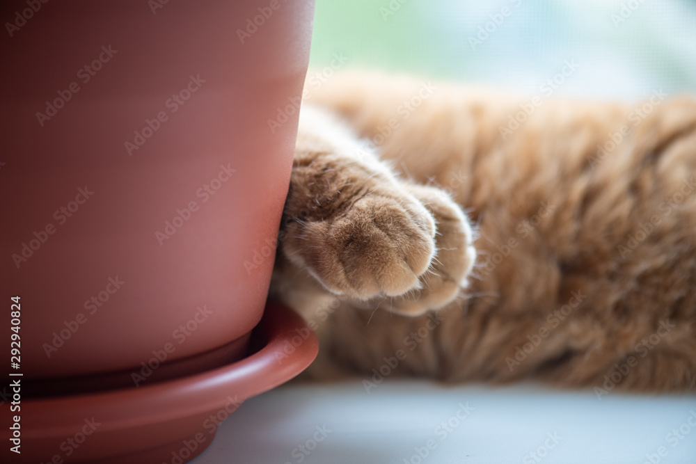 Poster close - up of the cat's paws