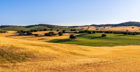 Fototapeta na wymiar rural landscape with wheat field and blue sky