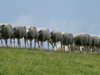 Naklejka na ściany i meble Schafe auf dem Deich in Ameland