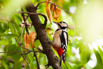 Great Spotted Woodpecker (Dendrocopos major)
