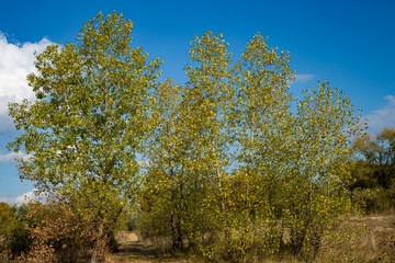 Fototapeta premium trees in autumn
