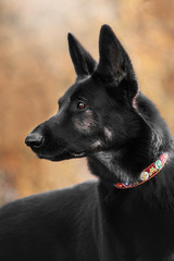 Dog autumn portrait shepherd
