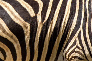 Fototapeta na wymiar zebra hair skin texture for background