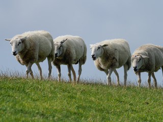 Schafe auf dem Deich in Ameland