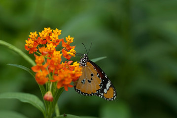 butterfly on a flower drinking