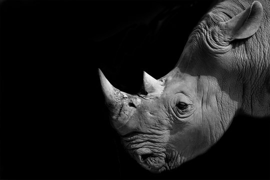 rhinoceros head on black background